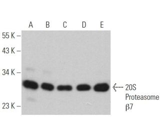 20S Proteasome &beta;7 Antibody (H-3) - Western Blotting - Image 367245 