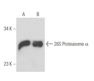 26S Proteasome &alpha; Antibody (IIG7) - Western Blotting - Image 17245