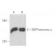 26S Proteasome α Antibody (IIG7) - Western Blotting - Image 17245