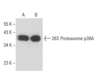 26S Proteasome p39A Antibody (50) - Western Blotting - Image 17250