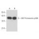 26S Proteasome p39A Antibody (50) - Western Blotting - Image 17250