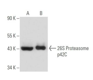 26S Proteasome p42C Antibody (9E3) - Western Blotting - Image 15665 