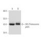 26S Proteasome p42C Antibody (9E3) - Western Blotting - Image 15665 