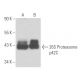 26S Proteasome p42C Antibody (9E3) - Western Blotting - Image 15671