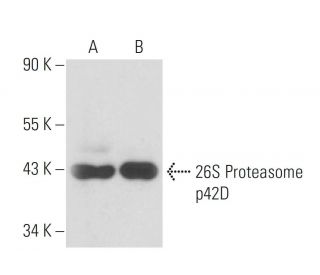 26S Proteasome p42D Antibody (216) - Western Blotting - Image 15666