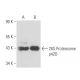 26S Proteasome p42D Antibody (216) - Western Blotting - Image 15666