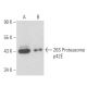 26S Proteasome p42E Antibody (IH12) - Western Blotting - Image 15669