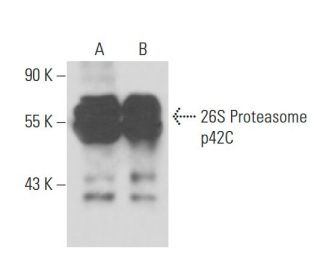 26S Proteasome p48A Antibody (12A1) - Western Blotting - Image 15672