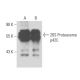 26S Proteasome p48A Antibody (12A1) - Western Blotting - Image 15672