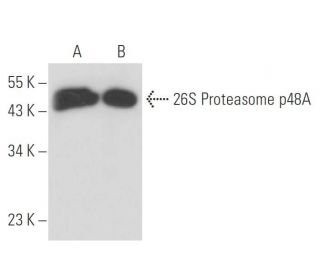26S Proteasome p48A Antibody (1B8) - Western Blotting - Image 17249