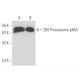 26S Proteasome p48A Antibody (1B8) - Western Blotting - Image 17249