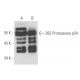 26S Proteasome p54 Antibody (170) - Western Blotting - Image 17247