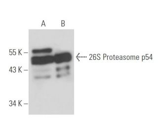 26S Proteasome p54 Antibody (28) - Western Blotting - Image 17248