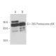 26S Proteasome p54 Antibody (28) - Western Blotting - Image 17248