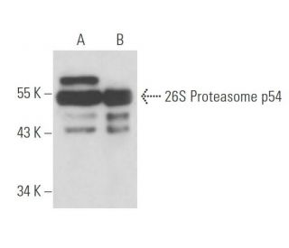 26S Proteasome p54 Antibody (439) - Western Blotting - Image 17246