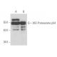 26S Proteasome p54 Antibody (439) - Western Blotting - Image 17246