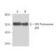 26S Proteasome p58 Antibody (U6/272) - Western Blotting - Image 15667