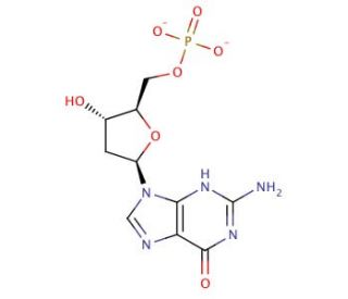 deoxyguanosine monophosphate