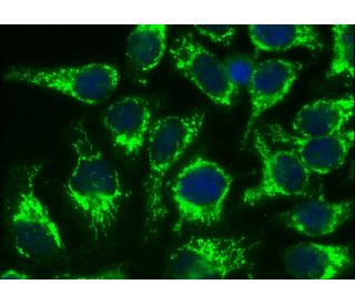 FAM109B (D-2): sc-377483. Immunofluorescence staining of formalin-fixed HeLa cells... 