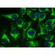 FAM109B (D-2): sc-377483. Immunofluorescence staining of formalin-fixed HeLa cells... 