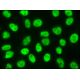 EWS (C-9): sc-48404. Immunofluorescence staining of formalin-fixed HeLa cells... 