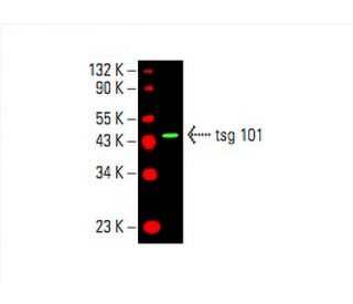 tsg 101 Antibody (C-2) - Western Blotting - Image 394026 
