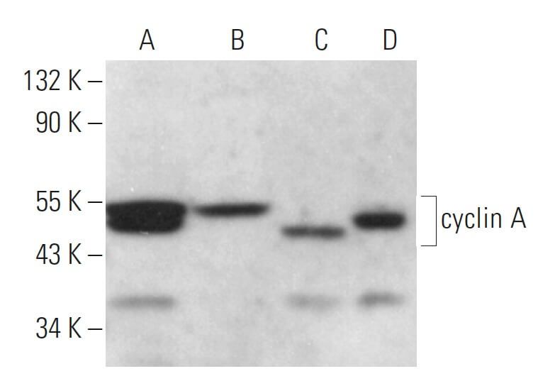 cyclin A Antibody (E67.1) SCBT Santa Cruz Biotechnology