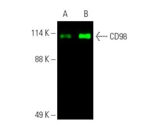 Immunoprecipitated with CD98 (E-5) AC
