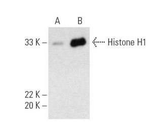 Immunoprecipitated with Histone H1 (H-2) AC