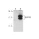 3β-HSD Antibody (37-2) - Western Blotting - Image 127040 