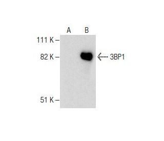 3BP1 Antibody (A-5) - Western Blotting - Image 282161 