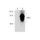 3BP1 Antibody (C-12) - Western Blotting - Image 289871