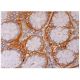 3BP2 Antibody (C-11) - Immunohistochemistry - Image 287097 