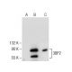 3BP2 Antibody (C-11) - Western Blotting - Image 260764 