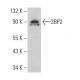 3BP2 Antibody (C-11) - Western Blotting - Image 364011