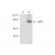 3BP2 Antibody (C-5) - Western Blotting - Image 80688 