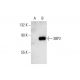 3BP2 Antibody (C-5) - Western Blotting - Image 127724 