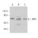 3BP2 Antibody (C-5) - Western Blotting - Image 360740