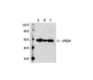 3PGDH Antibody (6B2) - Western Blotting - Image 19579 