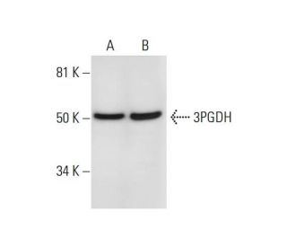 3PGDH Antibody (B-3) - Western Blotting - Image 294489 