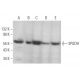 3PGDH Antibody (B-3) - Western Blotting - Image 363131