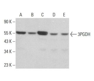 3PGDH Antibody (B-1) - Western Blotting - Image 381923