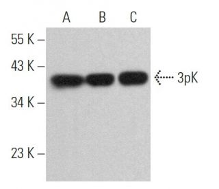 3pK Antibody (C-4) - Western Blotting - Image 364203 