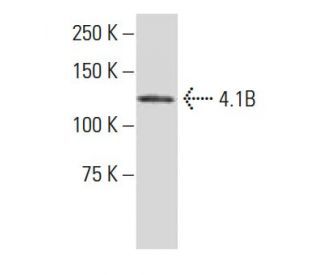 4.1B Antibody (485) - Western Blotting - Image 34011