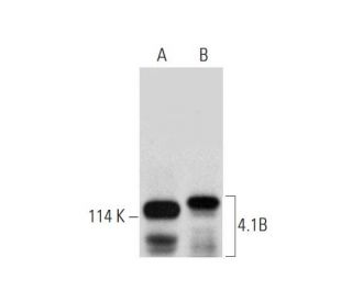 4.1B Antibody (A-7) - Western Blotting - Image 318607 