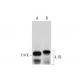 4.1B Antibody (A-7) - Western Blotting - Image 318607 