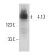4.1B Antibody (A-7) - Western Blotting - Image 368394