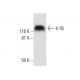 4.1B Antibody (F-11) - Western Blotting - Image 300637