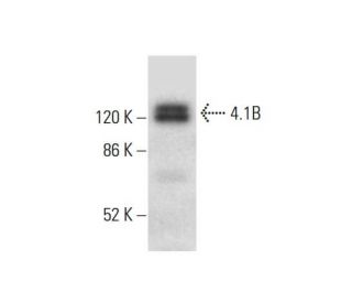 4.1B Antibody (F-11) - Western Blotting - Image 305730 