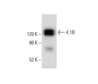 4.1B Antibody (B-6) - Western Blotting - Image 305729